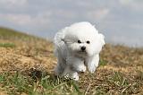 BICHON FRISE 118